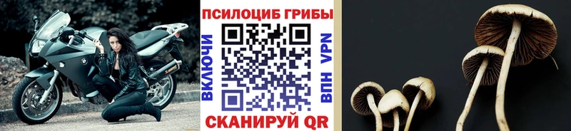 Псилоцибиновые грибы Psilocybe  дарнет шоп  Можга 